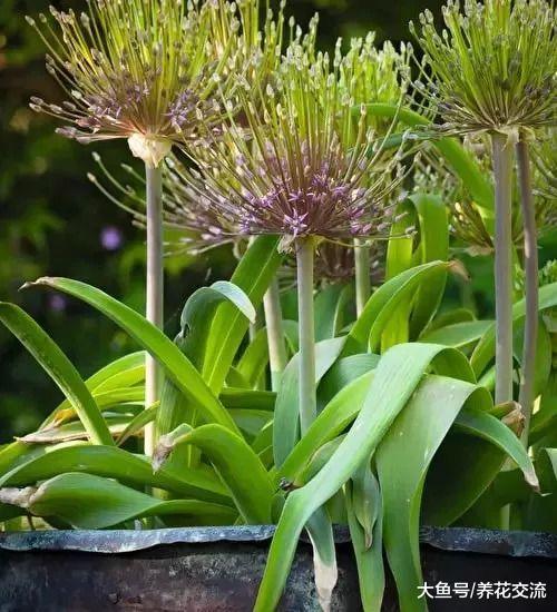 在院子里种满这些用来观赏的葱, 比郁金香和风信子还好看