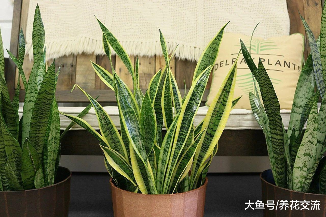 虎皮兰用这些方法养才能让金边更亮丽, 养家里适合不过了