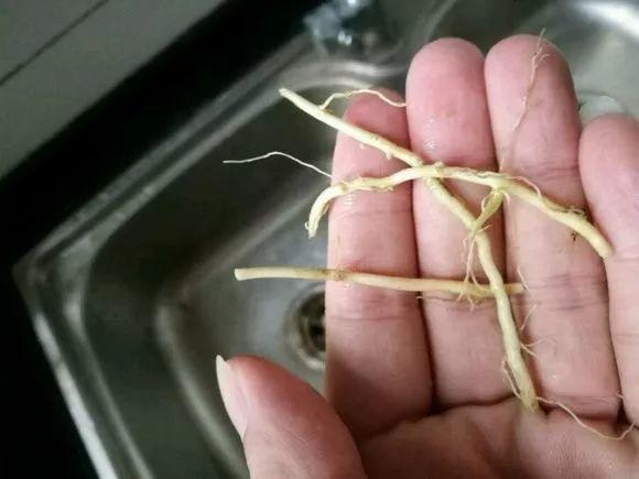 这花长得很好看, 但落地就疯长, 简直就是生物入侵!