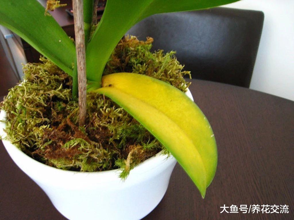 在家里养蝴蝶兰盆栽注意这几点, 花期开完还能开, 不用怕烂根黄叶