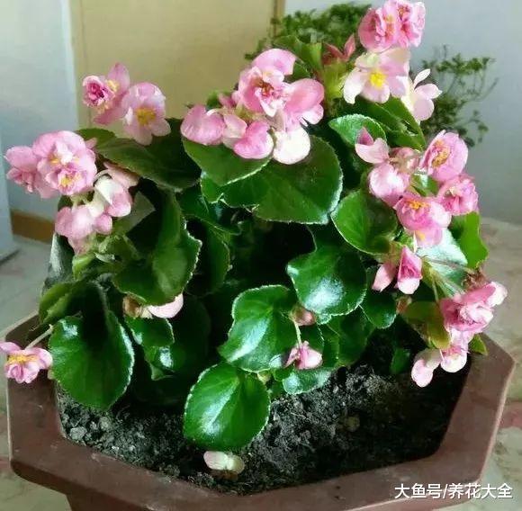 这几种花, 千万别往叶子上喷水, 否则马上死给你看!