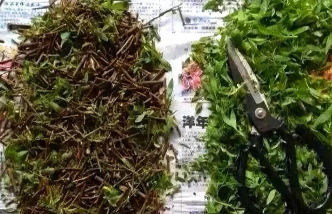 这些小东西沾上水, 秒变大补药, 花喝了蹭蹭冒新芽!