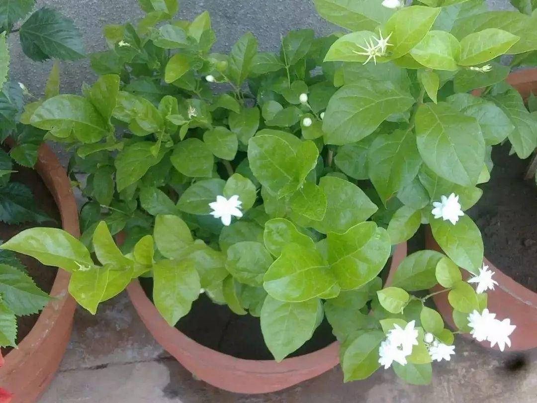 茉莉拉根枝压土里, 1盆秒变10盆, 开花量惊人!