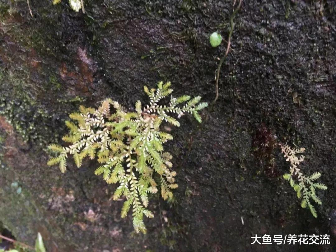 特别耐阴的六种室内植物, 长期养遮阴处也能生长良好