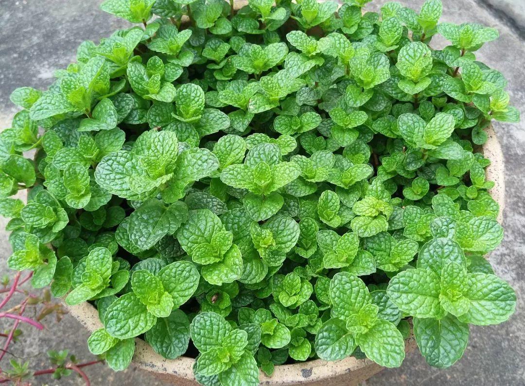 夏天老是臭烘烘? 这花放水里一泡, 异味全消失了!