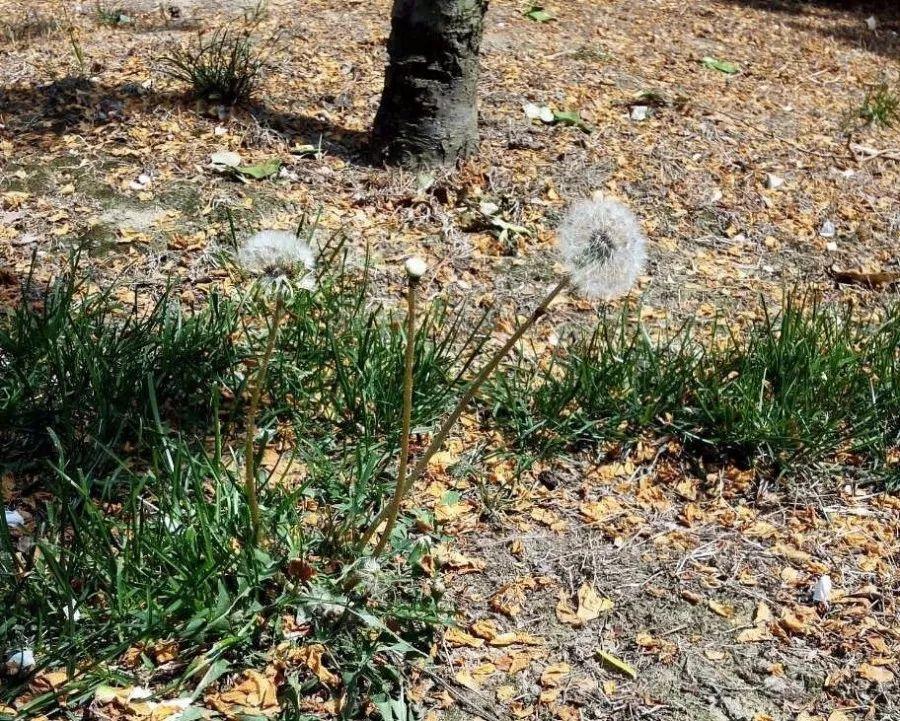 爬趟山带回10盆花, 一分钱没花, 连土都省了!