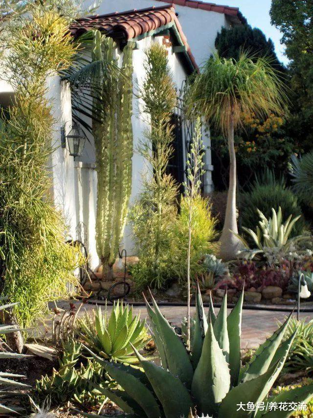 用这些植物就能将院子里改造成沙漠景观, 每一种都特别让人羡慕