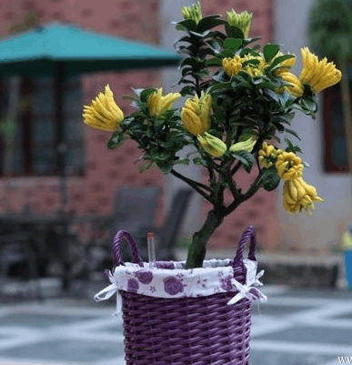 养花来点“新意”, 一盆“佛手”养上, 绿叶配黄果实, 福气多!