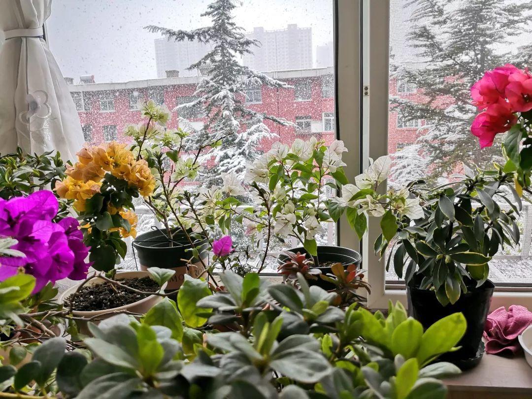 大雪天, 她家的花呼呼全开了, 屋里屋外两个世界!