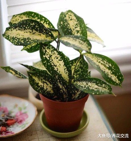 6种养在窗台上就能长得很好盆栽植物, 养护难度特别低