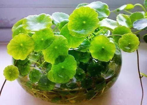 别再傻乎乎的以为铜钱草只会长叶子, 其实人家会开花的, 还很漂亮