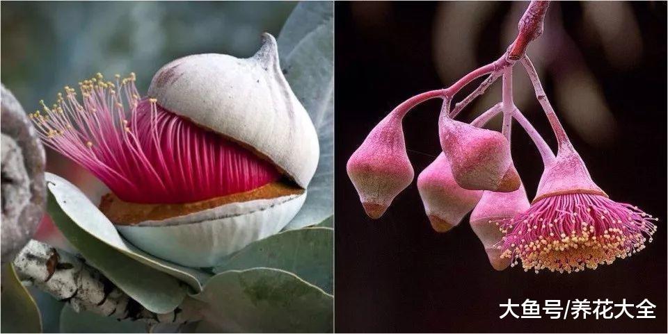 50种奇花异草大集合, 随便挑一种, 你都没见过!