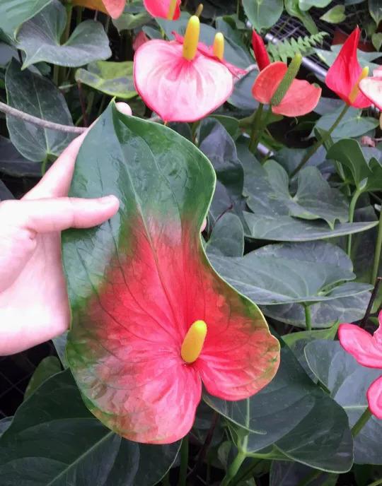 红掌被他养变异了, 花开的巴掌大, 油亮像打蜡!
