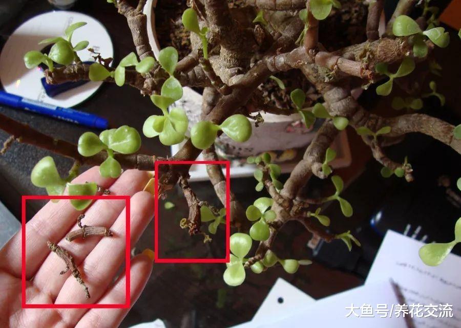 为什么室内植物不断掉叶, 要怎么打理才能避免这种状况?