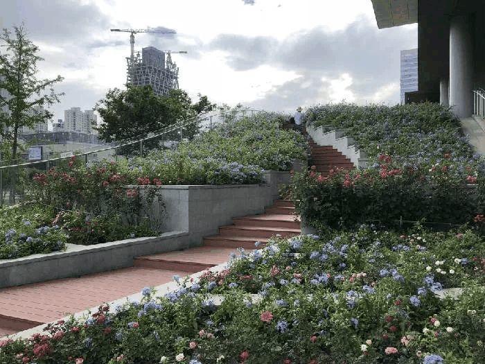 这4种花, 家里咋养都不活, 反而丢绿化带砰砰长!