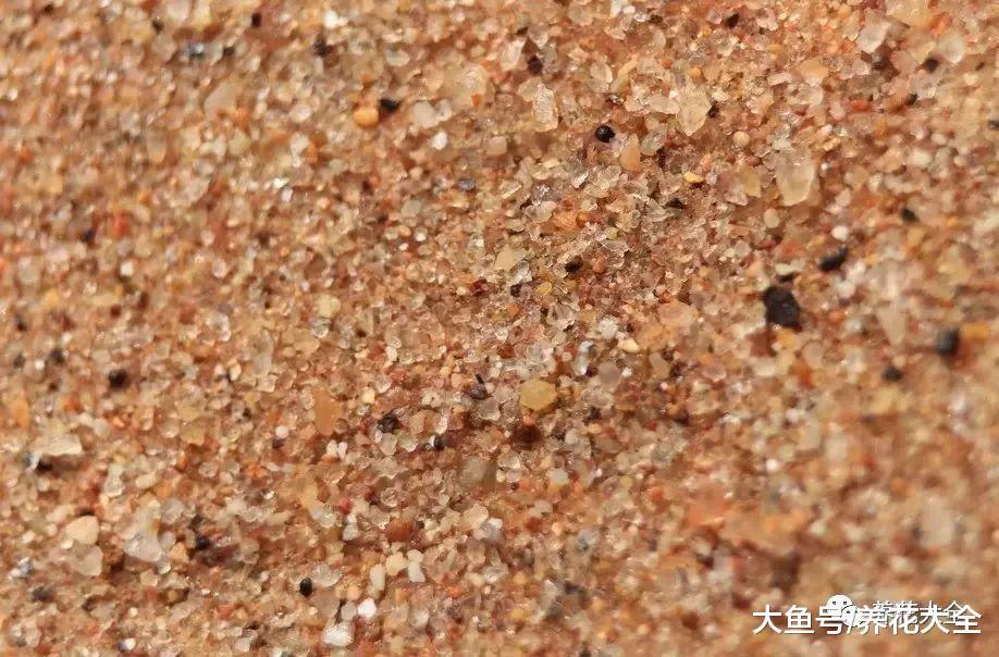路边捡点小东西, 养花不烂根, 噌噌开爆盆!