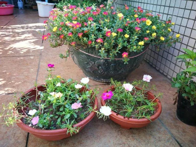 这些花不怕热, 越晒开的花越多, 养在家里能开一夏天!