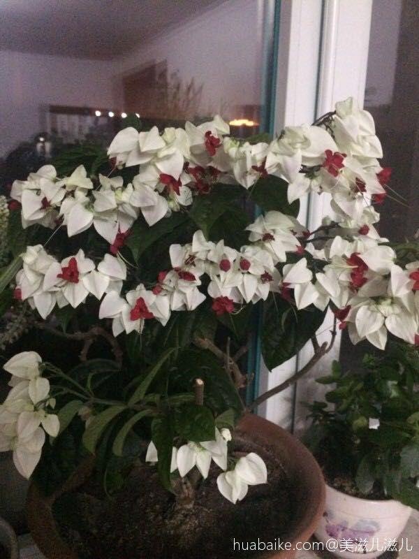 这花会吐小珠子, 阳台养一盆, 开的花可以当窗帘用!