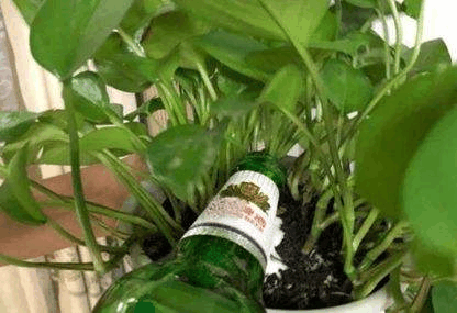 给花浇水兑点“它”, 啥土都能变“海绵”, 吸收强还透气!