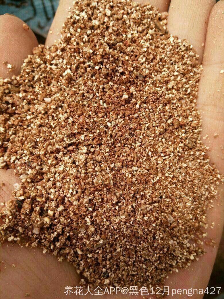 给三角梅扦插, 土里掺上它, 转眼冒出大白根!