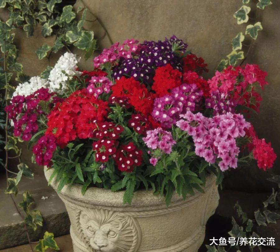 美女樱撒点种子到土壤中, 几周后长满一大盆迷人的小花