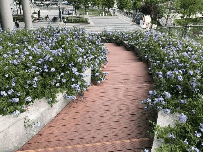 这4种花, 家里咋养都不活, 反而丢绿化带砰砰长!