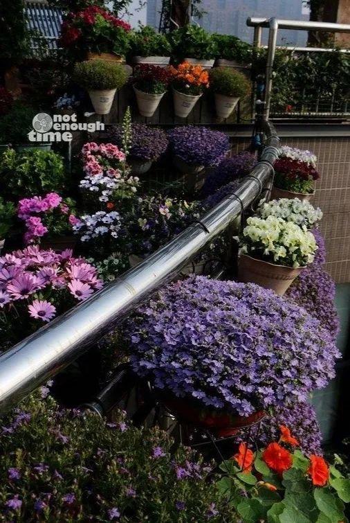 阳台放花空间小? 这样挂起来养, 冬天开成小花园!