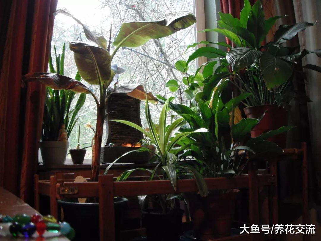 10种特别容易栽培的盆栽绿植, 对人们的健康有很大的益处