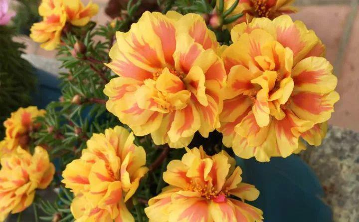 死不了的太阳花, 这20多个品种, 掐个枝就能活!