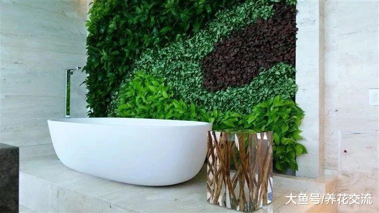 浴室里面养这些植物, 可以让你的生活更加健康