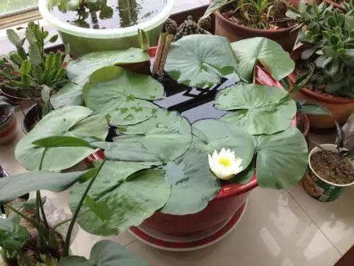 美如仙子的睡莲, 还这么好养, 养上一盆, 相当于养个仙子在家呢!