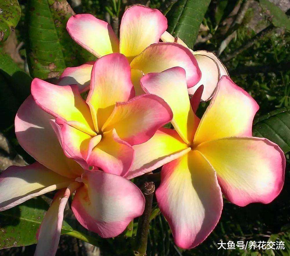 鸡蛋花从种子养成开花的大盆栽, 掌握这几个技巧就可以了