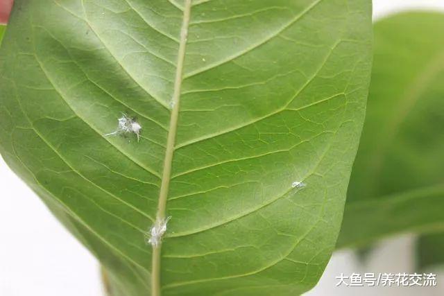 快速摆脱粉蚧虫几个小技巧, 为啥家里的盆栽植物容易长粉蚧?