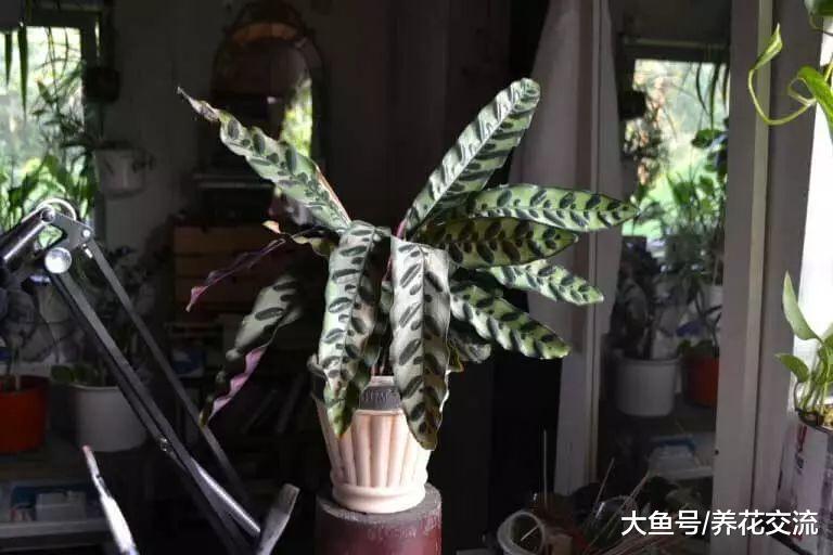 叶子斑斓的观赏竹芋, 只有勤快人才能养好