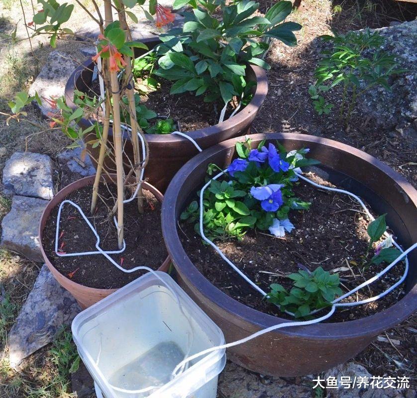 离家之后这几个方法都能解救你的植物, 自制简易自动浇水技巧