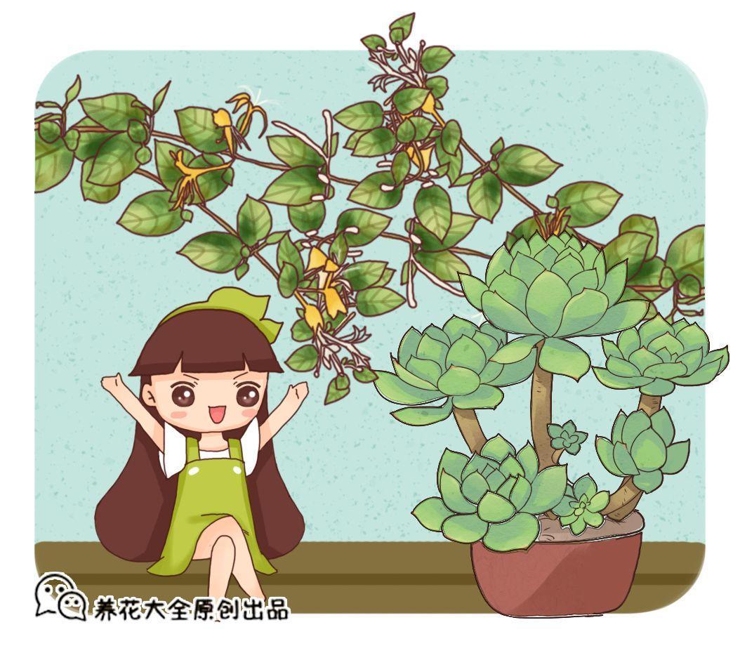 大神都爱养这花, 扔盆里就疯长, 零下20度也能活!