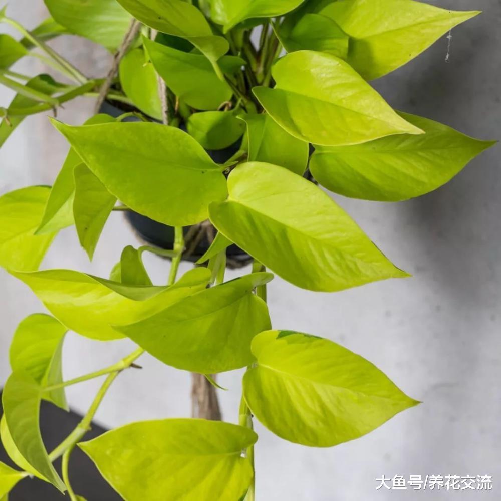 没想到绿萝有这么多品种, 有的斑叶还会变色