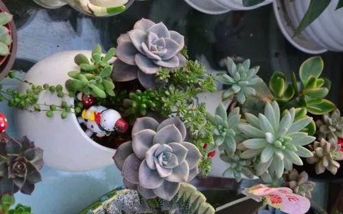 扒一扒花市花卉为什么看起来那么好的套路, 我们该怎么挑选?