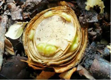 这3种花枯死也别扔, 砍1刀成10盆, 秒变养花大户!