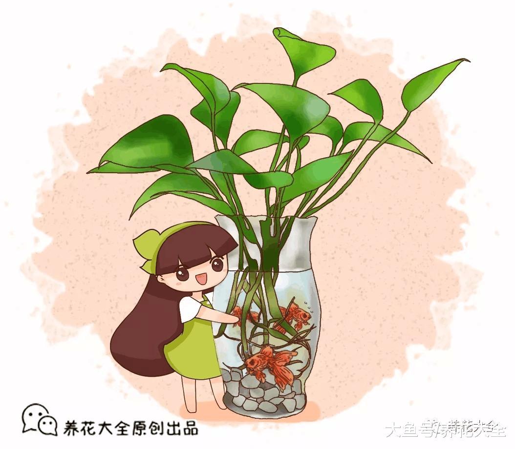 水培瓶里放条鱼, 根肥叶绿不招虫!