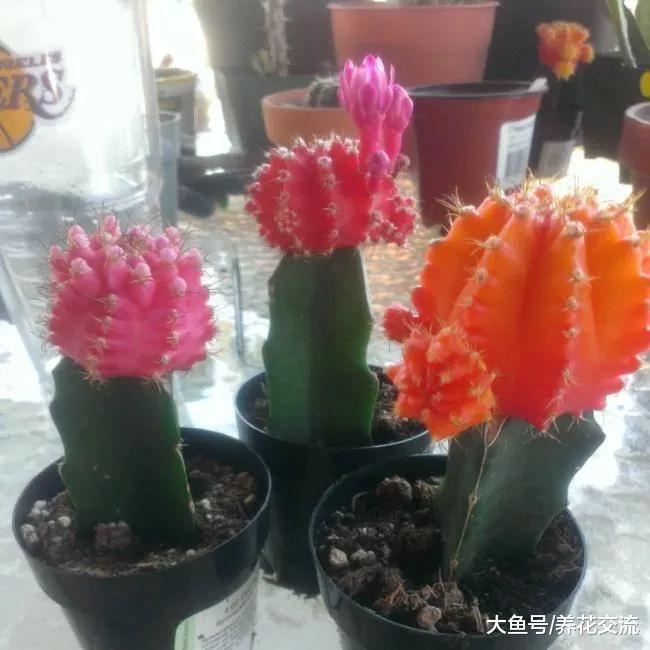 家里养这十种红色的盆栽花卉, 整个家里都变得更加有活力