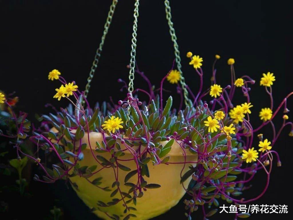 适合养在室内的紫玄月盆栽, 叶子一串串的垂盆多肉植物