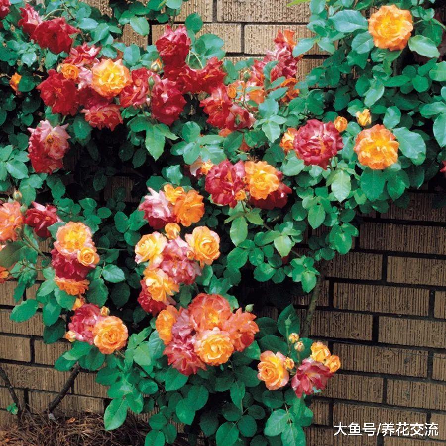 嫁接月季花最适合新手的方法, T型芽接轻松学会
