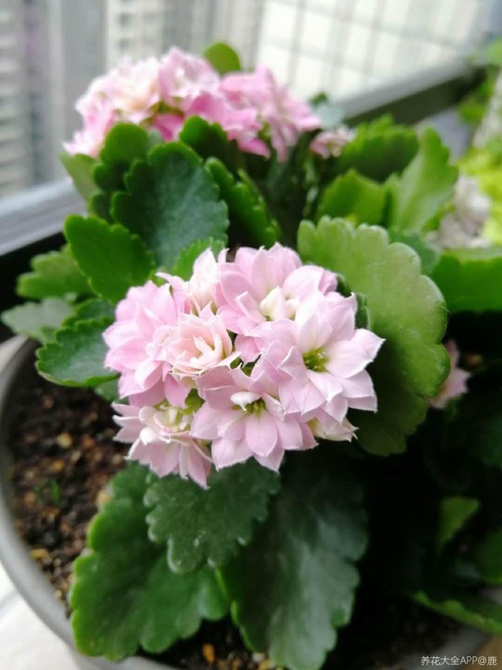 最全养花口诀! 10秒就学会, 长寿花越养越茂盛!