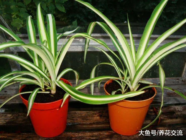 吊兰为什么顶部的叶子会变黑腐烂, 原来是一个错误的浇水动作导致