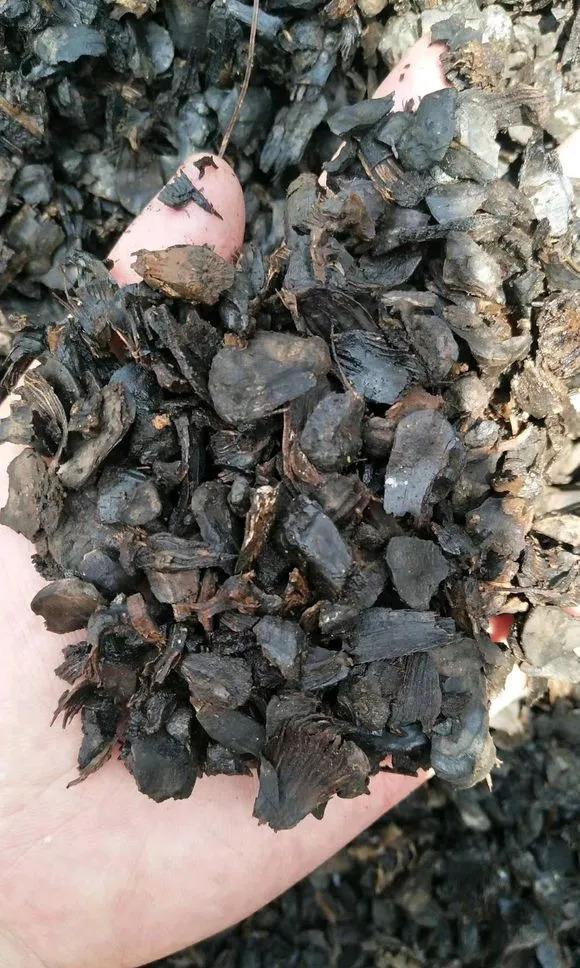 秋天捡点它丢盆里, 根壮叶绿开爆盆, 养10年不烂根!