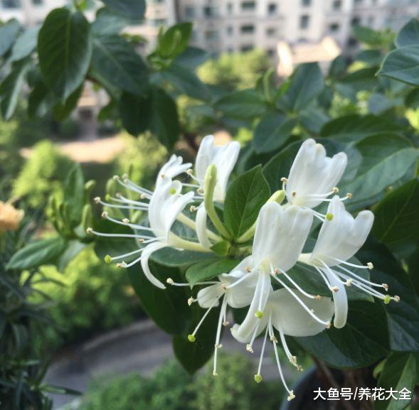 还在花钱买药? 种上这5种花, 省得不是一点点!