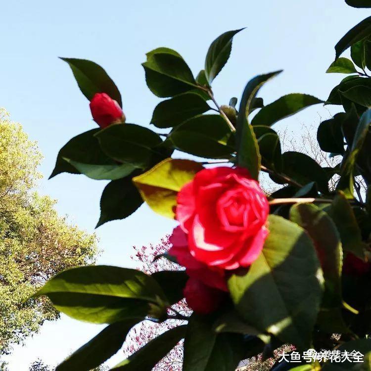茶花这么养, 花蕾呼呼往外冒, 花朵越来越水灵!