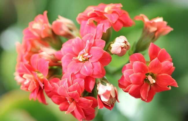 长寿花在冬天, 15天喂勺催花水, 花芽窜枝头, 开不停!