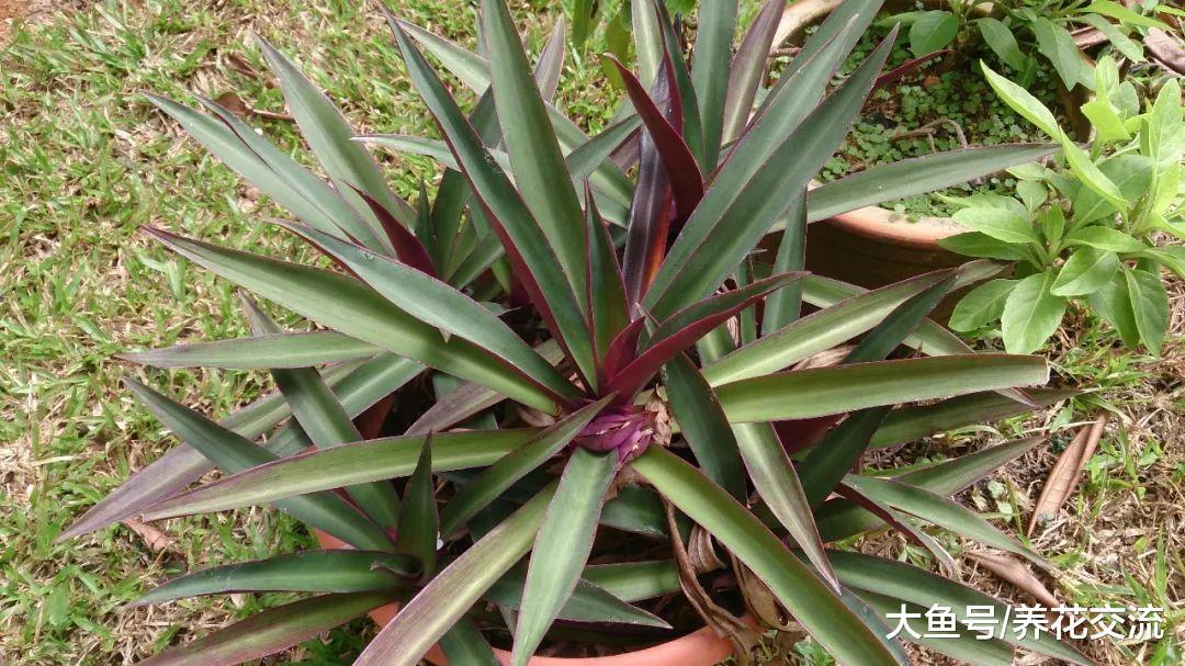 适合水培或土培养护的蚌兰, 能够开出珍珠一般的花朵